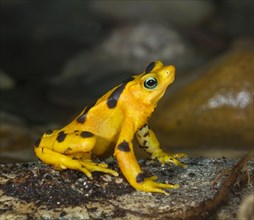 The critically endangered Panamanian Zetek's golden frog
