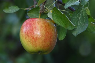 Apple on the apple tree