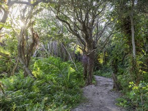 Path through jungle near lake Kuhiange