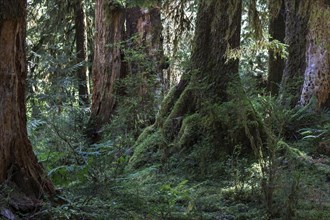 Trees in the Hoh Rainforest