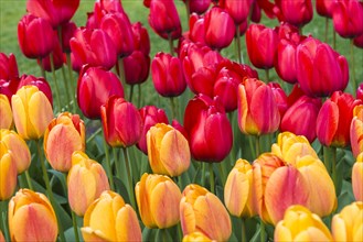 Close up of red and yellow tulips