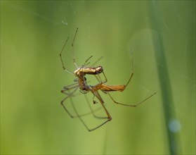 Stretcher spiders