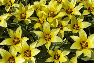 Yellow Dutch Tulips