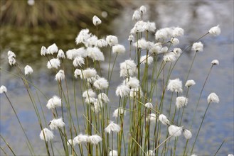 Flowering hare's-tail cottongrass