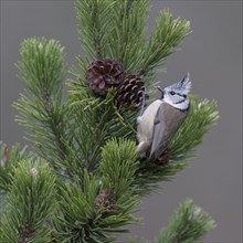 Crested tit