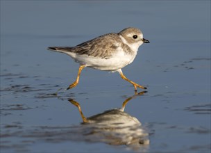 Piping plover