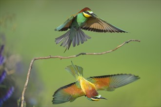 European bee-eaters