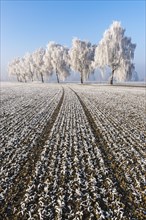 Field with furrows in front of birch trees