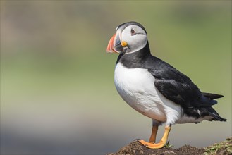 Puffin