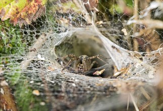 Web of Labyrinth Spider