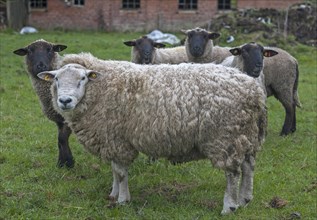 Texel sheep breed with black head sheep