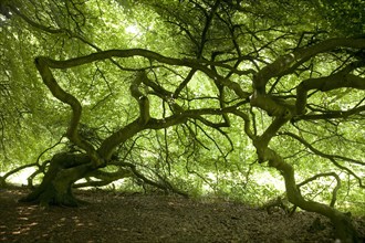 Dwarf beech