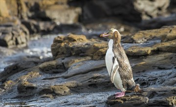 Yellow-eyed penguin