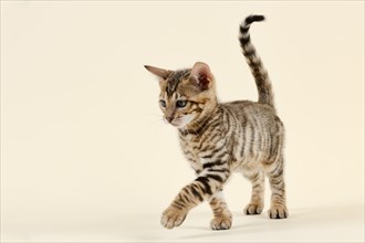 Breed cat Toyger