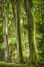 Old beech forest