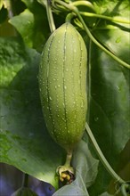 Fruit of telegraph plant