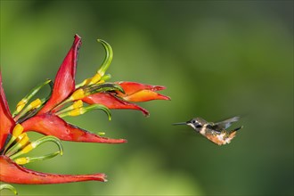 Purple-throated woodstar