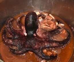 Whole baby octopus in pot