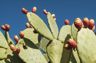 Prickly pear