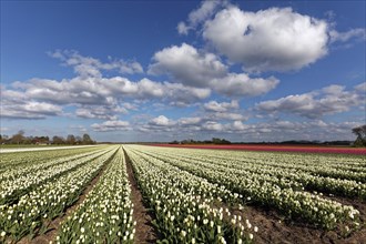 Tulip fields in bloom near Alkmaar