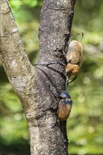 Elephant beetle