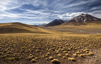 Andean highlands with yyellow Peruvian feathergrass