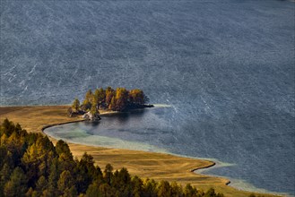 Autumn larches with Silser See