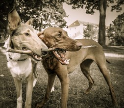 Two playing dogs with stick