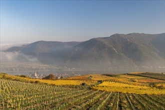 Autumnal vineyards