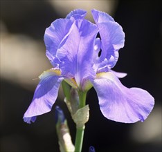 Dalmatian iris