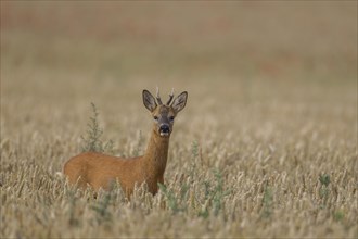 Roe deer