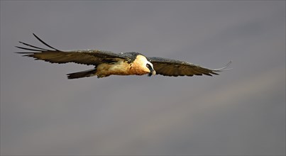 Old Bearded Vulture