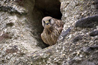 Common kestrel