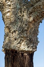 Strain of a partially shelled Cork oak
