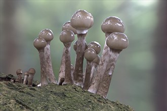 Young porcelain fungi
