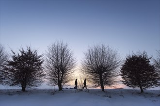 Row of trees during dusk in winter