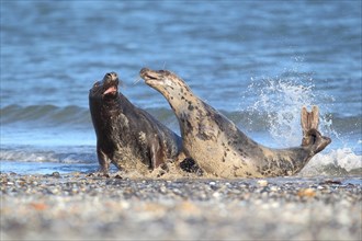 Grey Seals