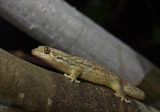 fish scale gecko