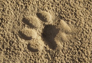 Footprint of a lioness