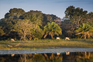 Landscape with Nelore cattle in the southern Pantanal
