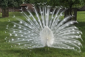 Displaying white peacock