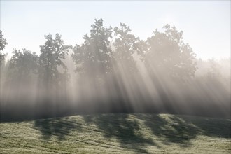 Sunbeams shine through trees in the morning mist