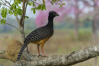 Male Bare-faced Curassow