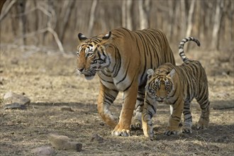 Royal Bengal tigers