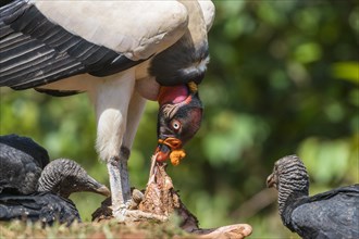 Scavenging king vulture