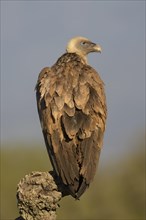 Griffon vulture