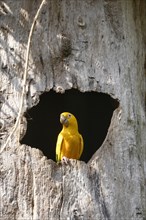 Golden parakeet or golden conure