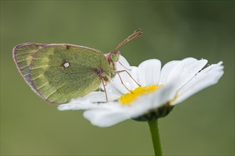 Mountain clouded yellow