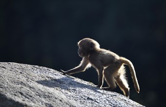 Gelada