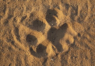 Footprint of a male lion